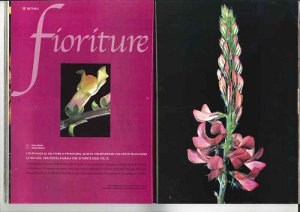 copertina fioriture